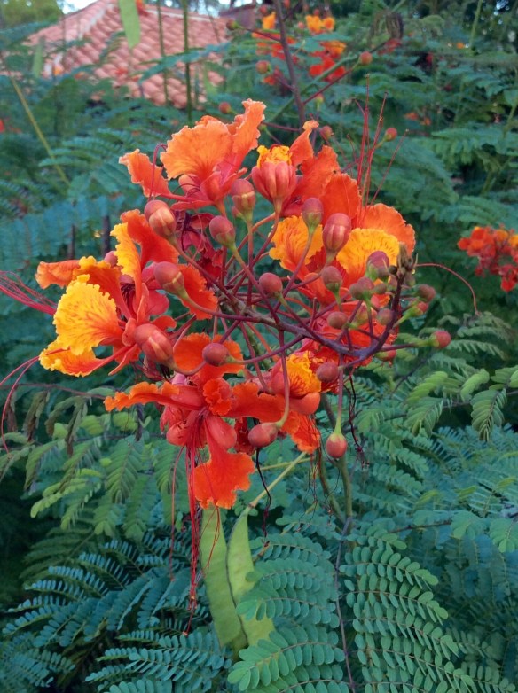 Flowers in abundance at the desert resort. 
