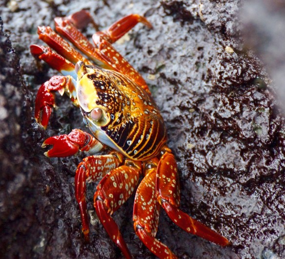 Crab at Darwin Bay