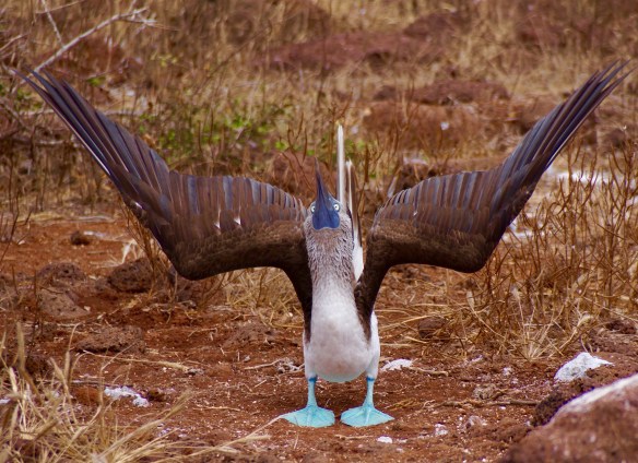 Blue Footed Booby- trying out his mating dance