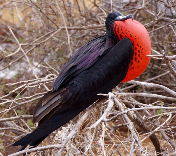 Magnificent Frigatebird trying attract attention