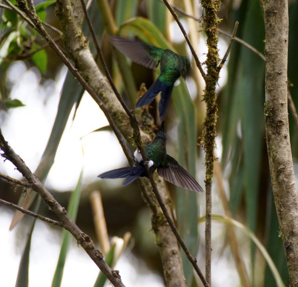 Pair of hummingbirds