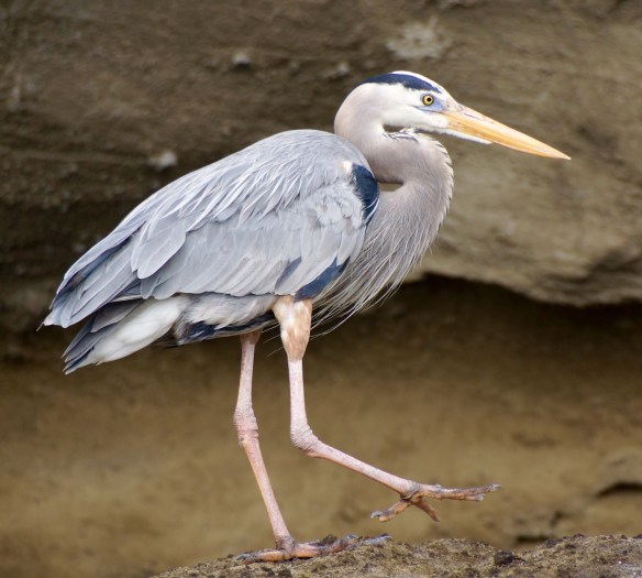 Galapagos Grey Herron