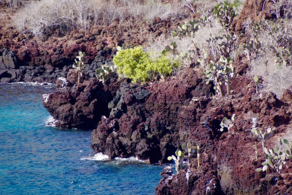 Frigatebird flapping for attention