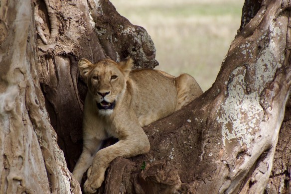 Lake Manyara Tree Lion