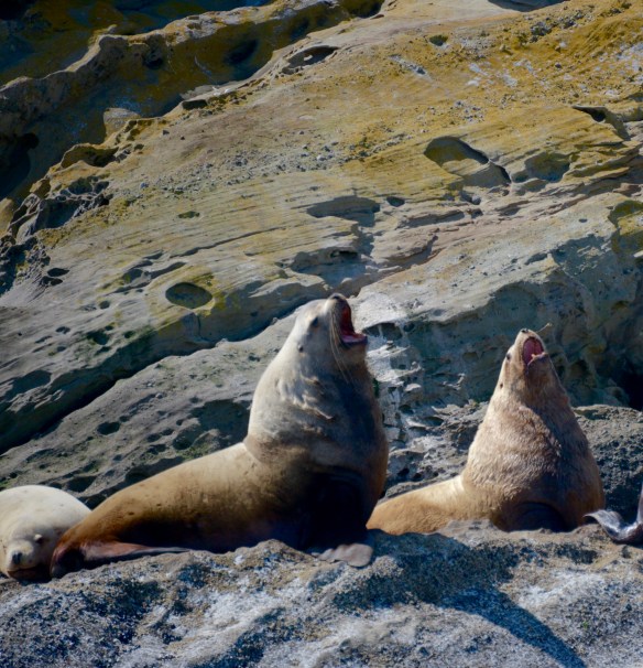 Amazing Sea Lions encounter!