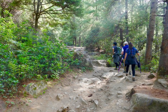 We started in a cool lovely pine forest, gentle slope that changed to straight up quickly. 