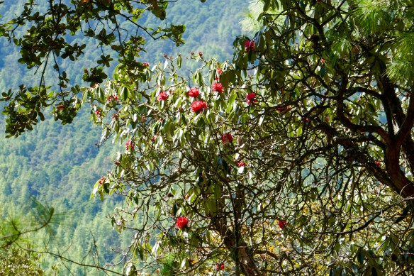 Native flowers along the way. I was stoping to take pics to catch a breath!! Puff puff! 