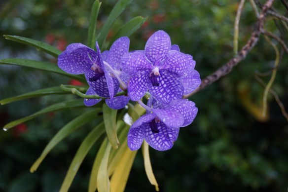Sumptuous gardens in Round Hill