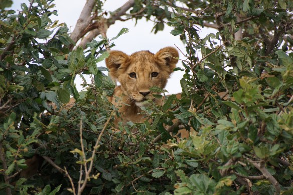 Travel highlights - hoping to get back to Africa