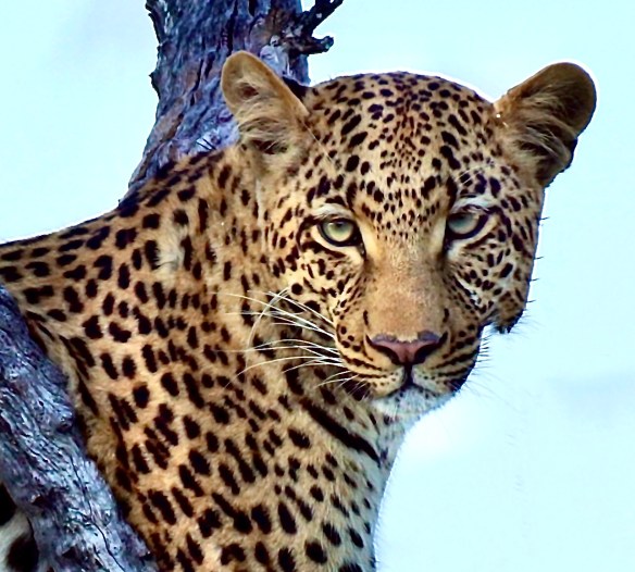 Samburu Guide- Kenya